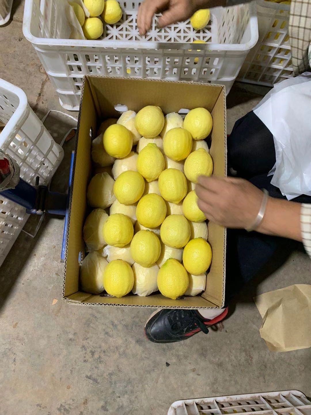 lemon